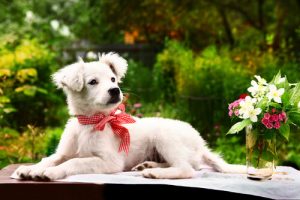 개가 싫어하는 것들을 절대로 하지 말자