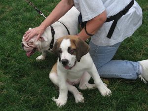 개가 싫어하는 것들을 절대로 하지 말자