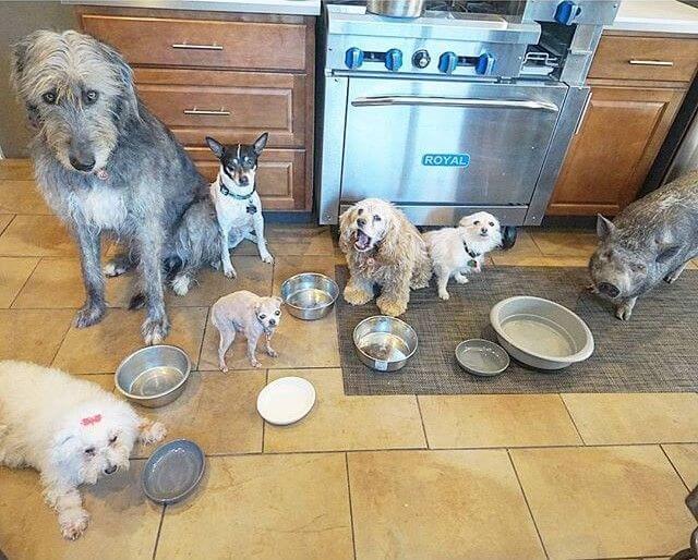 수많은 반려동물