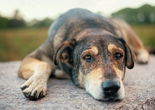 학대 받은 개를
