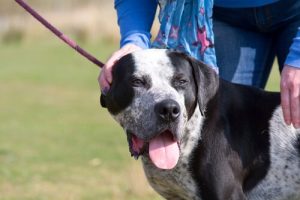 리드줄이 개의 건강에 미치는 영향