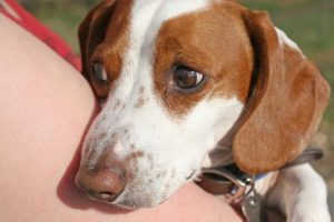 산만한 개를 진정시키는 방법