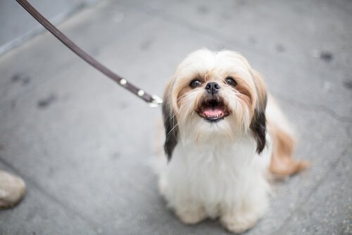 반려견의 편지 무조건적인 사랑