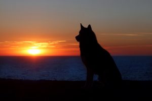 반려동물의 죽음을 애도하는 방법