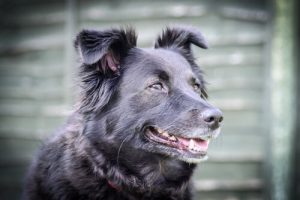 화난 개를 진정시키는 방법