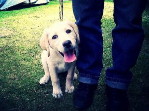 왜 반려견은 주인이 가는 모든 곳을 따라다닐까?