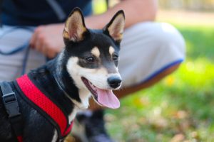 반려견은 우리 아이가 아니다