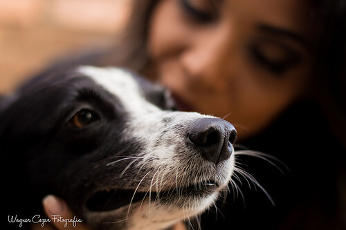 반려견은 아이가 아니다