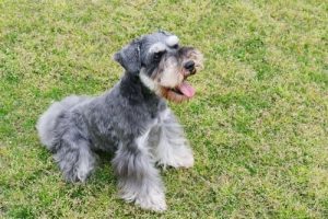 세계애견연맹의 견종 분류: 2그룹에 해당되는 개