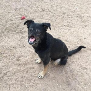 11,000킬로미터를 여행하여 보금자리를 찾은 강아지