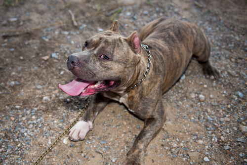 보금자리를 로드킬