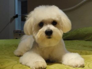 아파트의 개: 작은 공간에서 살 수 있는 품종