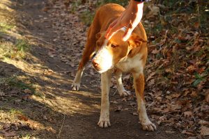 한 번 버렸던 반려견을 다시 버린 사람들