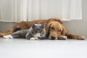 나이가 두렵다면 반려동물을 키우는 것이 해결책이다