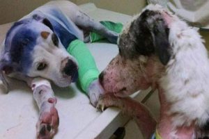 학대받고 버려진 개들의 우정