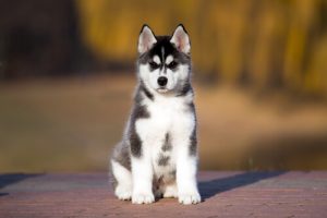 반려동물의 건강을 위한 사과식초 활용법