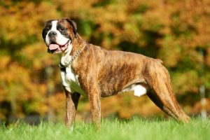 가장 애정이 넘치는 개는 어떤 품종일까?