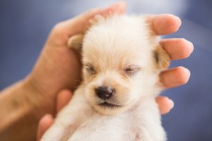 개를 차분하게 만드는 방법은 결코 어렵지 않다