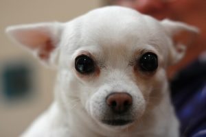 반려견의 눈곱을 씻기는 방법