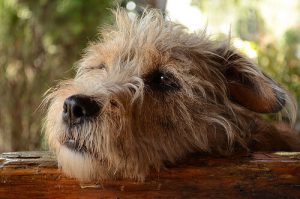 개도 죄책감을 느낄까?