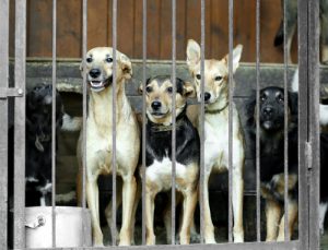 한국이 가장 큰 개고기 시장을 폐쇄했다