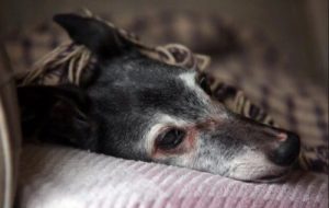 월넛의 마지막 산책 - 작별에 관한 이야기