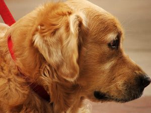 벼룩에 물렸을 때 대체하는 7가지 민간요법