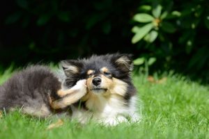 집에서도 만들 수 있는 홈메이드 벼룩약 6가지