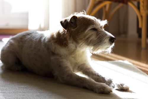 반려견이 혼자 편안히 있도록 돕는 방법