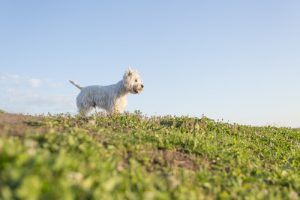 반려동물에게 보내는 편지, "네가 떠난 후에..."