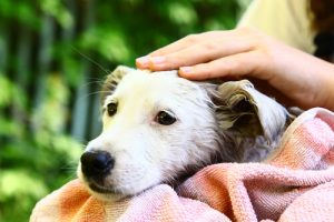 반려견은 주인을 좋아하지 않는 사람들을 믿지 않는다