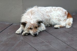 반려견의 문제를 알아내는 방법