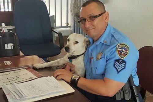 길 잃은 개가 경찰관이 되다