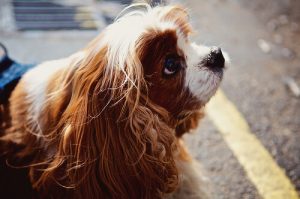반려견에게 말을 많이 걸수록 더 똑똑해진다