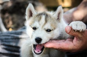 개에 관해 몰랐던 21가지 충격적인 사실 - 1부