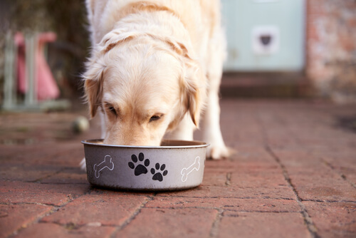 개가 너무 많이 먹는 것을 방지하는 방법