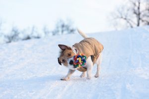 개는 왜 장난감을 흔들까?