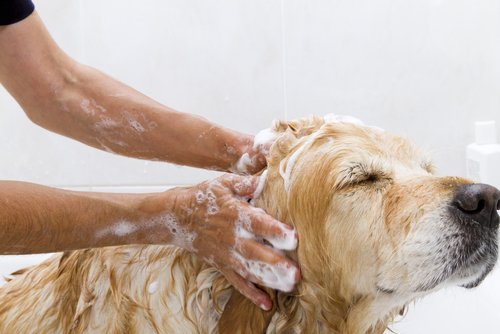개를 목욕시키는 것에 관한 9가지 속설