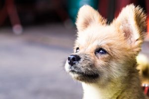 개 중성화의 장단점