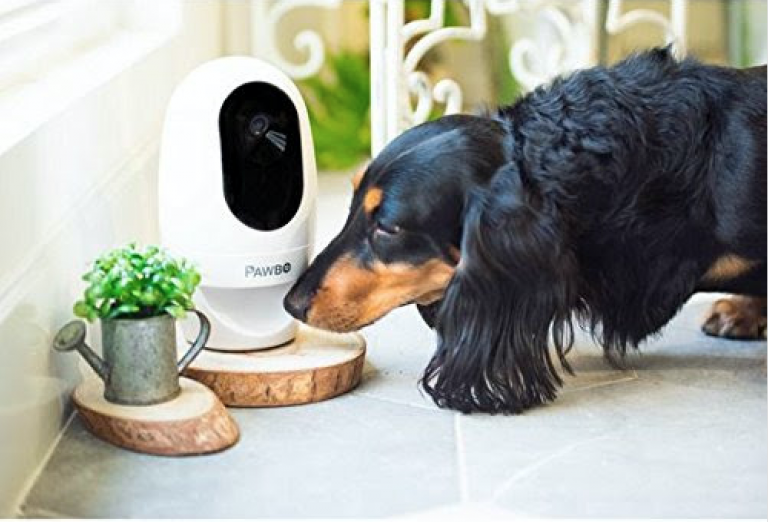 반려동물 돌보기