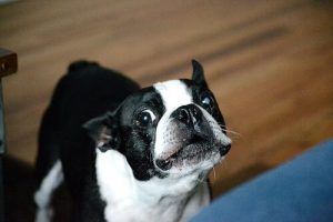 개가 하울링을 하는 이유