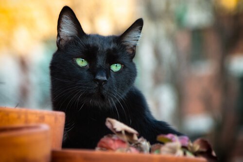 검은 고양이와 불행의 관계