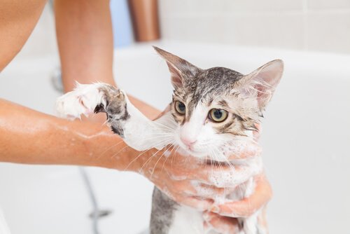 고양이를 목욕시키는 올바른 방법