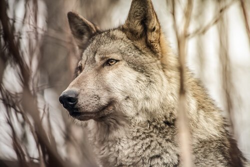 늑대 무리의 행동 특성