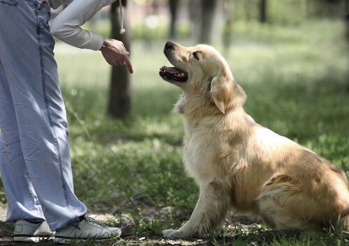 강아지 조기 자극 훈련의 중요성