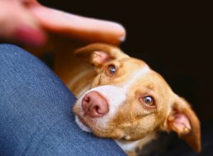 반려견이 음식을 구걸하는 것을 막는 방법