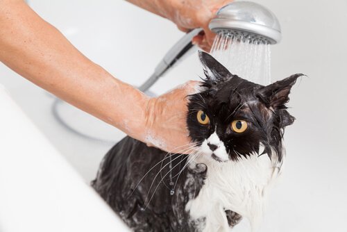 고양이를 목욕시키는 올바른 방법