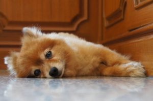 밤중에 울부짖는 강아지를 조용히 시키는 방법