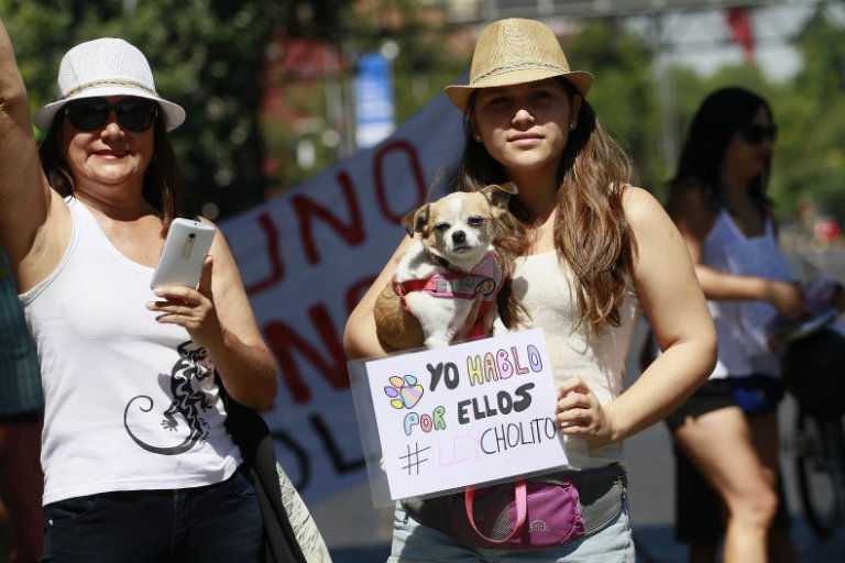 동물학대 반대 운동, 인터넷에서 거리로