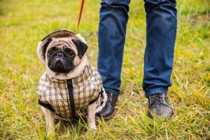 반려견 과잉보호로 인한 학대